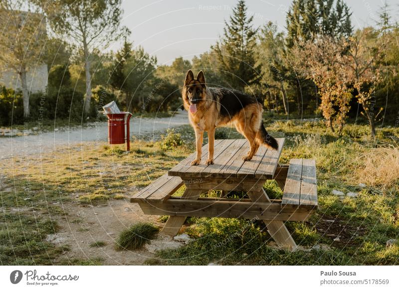 German shepherd portrait German Shepherd Dog Shepherd dog Pet Animal Colour photo Animal portrait Observe Exterior shot Meadow Nature Curiosity Looking