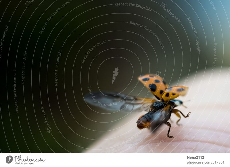 Time change last flight Nature Animal Beetle 1 Flying Vacation & Travel Sports Ladybird Wing Airplane takeoff Departure Freedom Going Colour photo Exterior shot