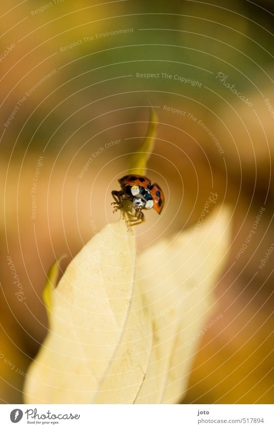 in balance Nature Animal Autumn Leaf Autumn leaves Garden Park Beetle Insect Ladybird Crawl Threat Brash Cute Red Brave Determination Warm-heartedness