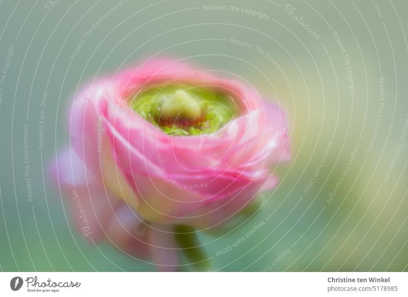 The pink flower of a ranunculus with a lot of blur dream image Buttercup Ranunculus flower Blossom Pink blurriness Shallow depth of field romantic