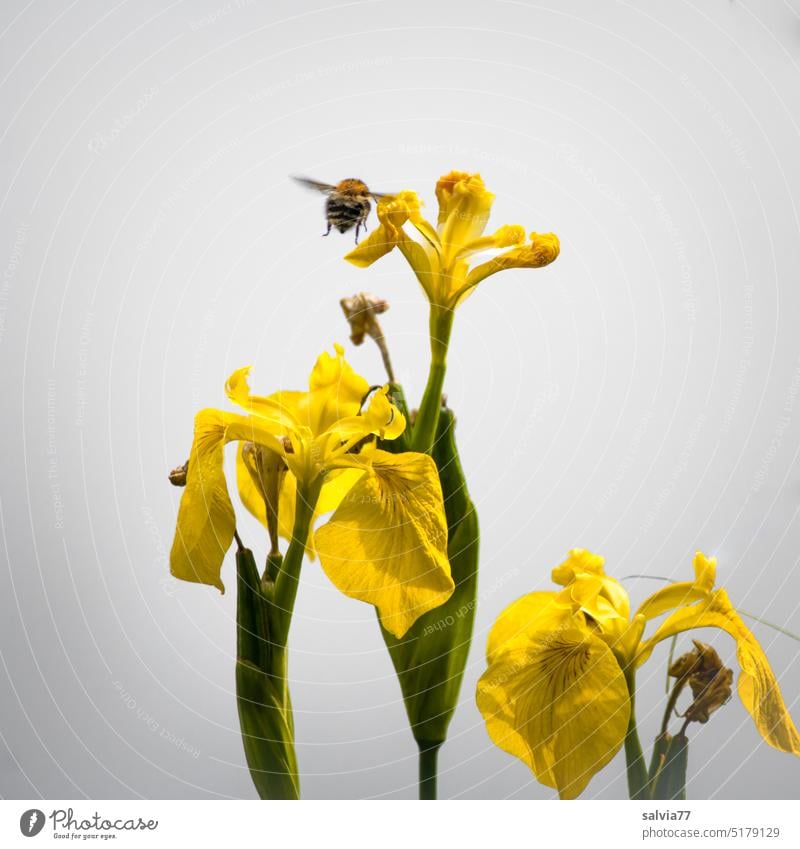 yellow irises against light gray background Marsh Iris Iridaceae Blossom Flower Iris pseudacorus water lily Yellow Blossoming Insect Neutral Background