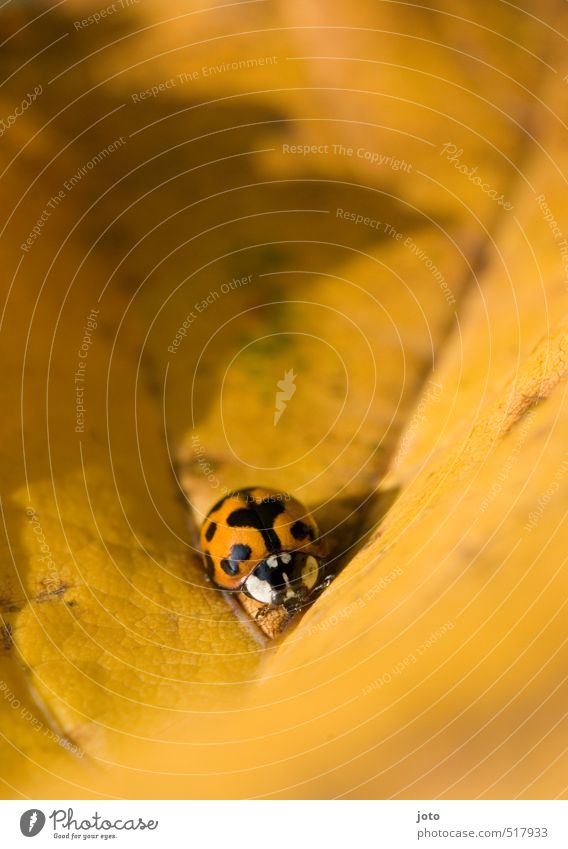 Heartfelt Nature Animal Autumn Leaf Autumn leaves Beetle Insect Ladybird Crawl Small Cute Orange Contentment Adventure Discover Environment Lanes & trails Point