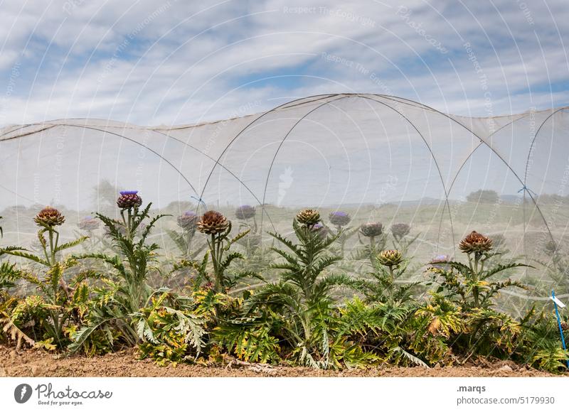 Artichoke Field bud Violet Green Edible Flowering vegetables Food food products wax crop Plant Agriculture Nutrition Nature Artichokes Root vegetable vegetarian