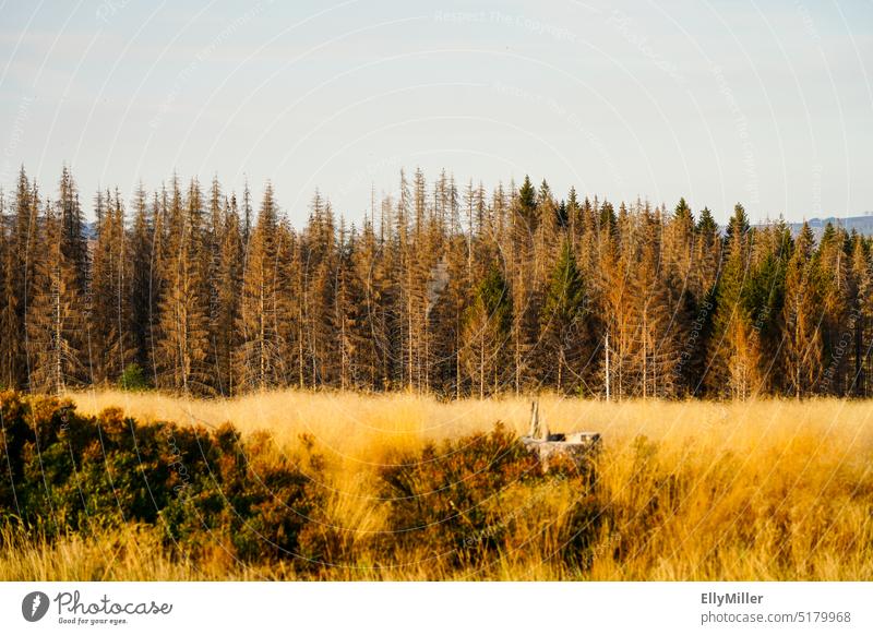 Autumn landscape in the Harz Mountains. Dry forest. Climate change. Forest Harz National Park withered trees aridity Nature Landscape Environment Nature reserve