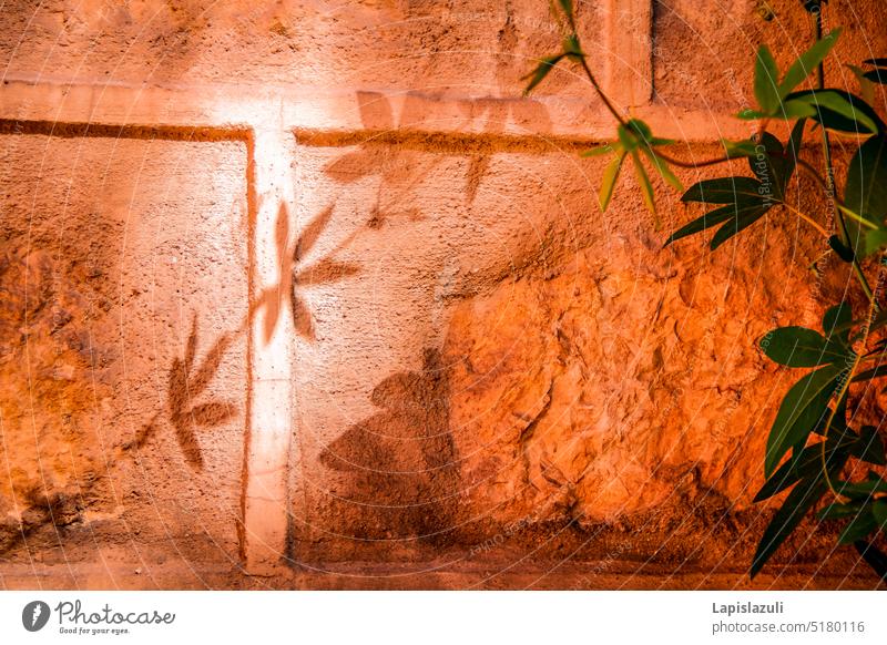 Shadow play leaves on colored wall Light Pattern Silhouette Abstract Structures and shapes Sunlight Wall (barrier) diagonal shadow play orange wall