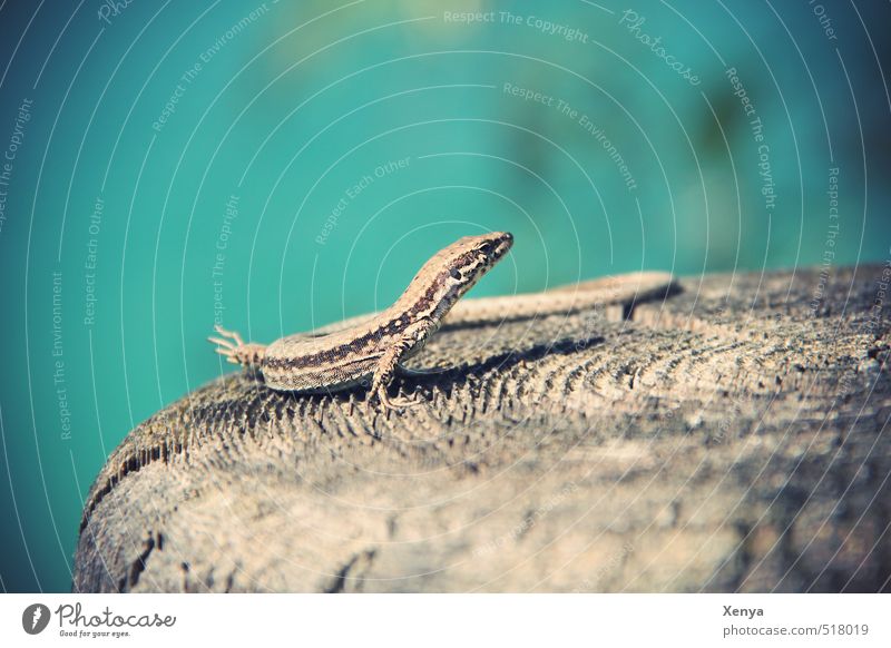 Reptile Posing, the second Environment Nature Sun Sunlight Summer Animal Lizards 1 Exotic Friendliness Blue Sunbathing Wood Tree stump Exterior shot Deserted