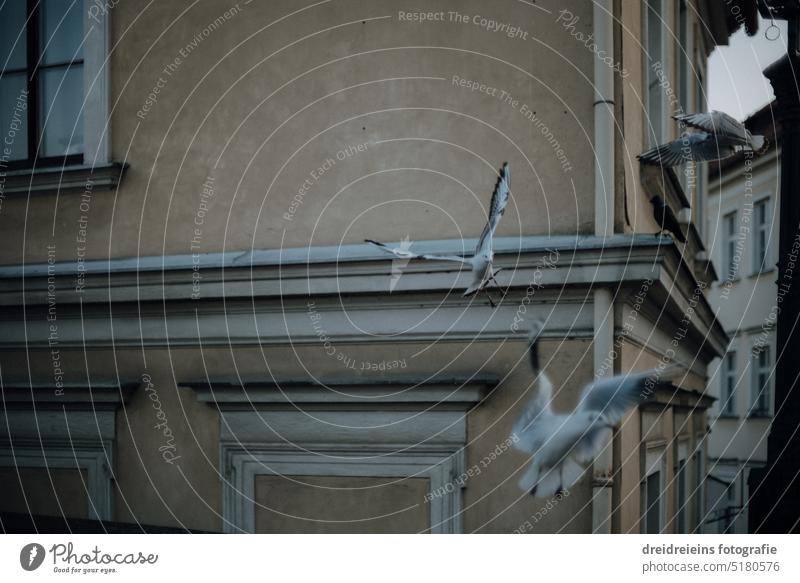 Historic wall facade seagulls flying through the picture Analogue photo Czech Republic Travel photography Card Europe Town City trip cityscape famous