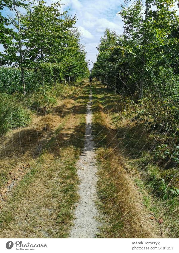 Lonely, dry, straight trail, with green deciduous trees on roadsides. Sunny weather with blue sky and white clouds. Trail Lanes & trails off Deserted Nature