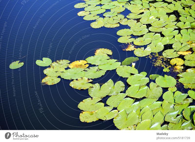 Leaves of water lilies water lilies in green floodplain in summer sunshine in Acarlar floodplain forest near Karasu in Sakarya province, Turkey