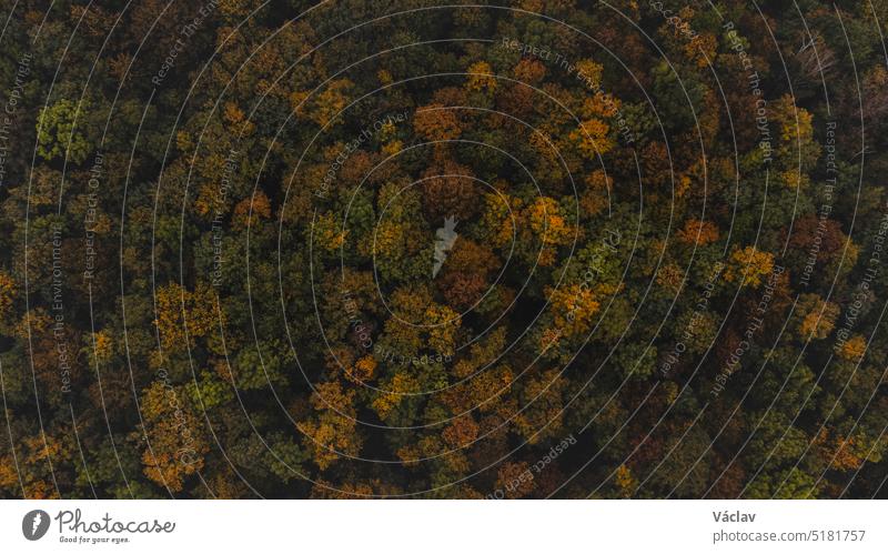 Aerial shot of orange-red and green forests at sunset in Slovak forests. Autumn fairy tale. Variety and colourfulness of nature aerial view october leaf drone