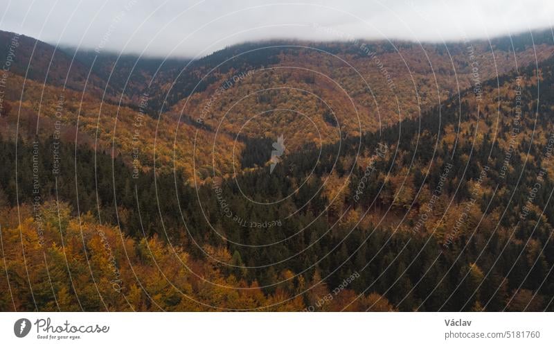 Aerial shot of orange-red and green forests at sunset in Slovak forests. Autumn fairy tale. Variety and colourfulness of nature aerial view october leaf drone