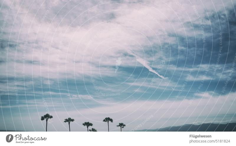 Palm trees and clouds Los Angeles California USA Americas vacation palms American Characteristic Mountain Ocean Atlantic Ocean Clouds