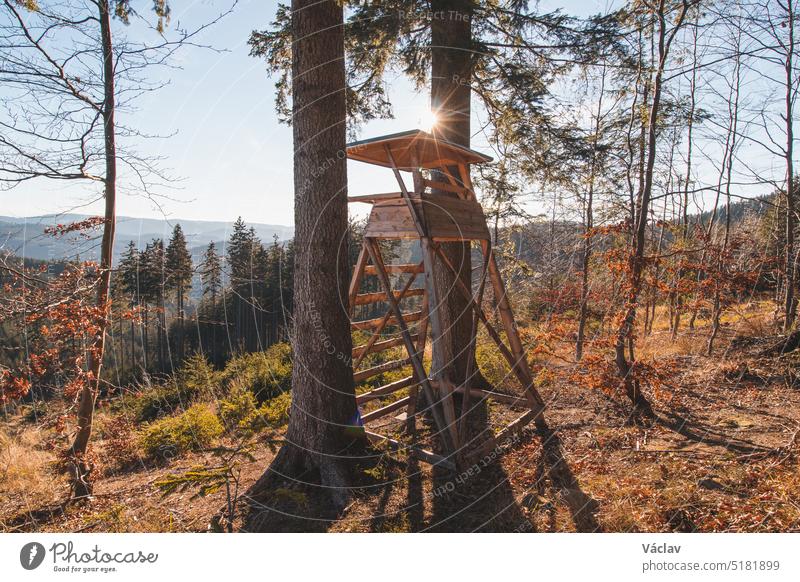 Hunting lookout for wild game hidden in a pine forest illuminated by the rays of the morning sun. A hunter's seat sunset sunrise meadow colour hunting scenery