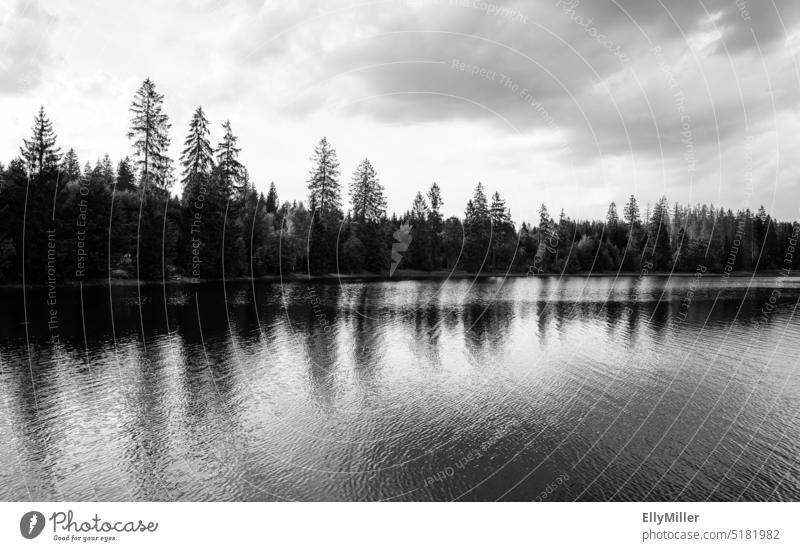 Landscape in the Harz mountains at the Hasenbach pond. Forest Pond Lake Nature Reflection Environment Water Idyll Peaceful Lakeside reflection Water reflection