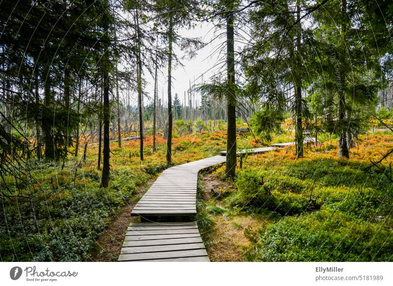 Landscape at Torfhausmoor in the Harz National Park. Nature near Torfhaus. Bog peat house off Forest Environment Autumn Hiking Deserted Colour photo