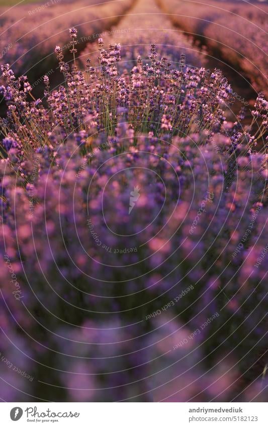 close up of bushes lavender blooming scented fields on sunset. lavender purple aromatic flowers at lavender fields of the French Provence near Paris.