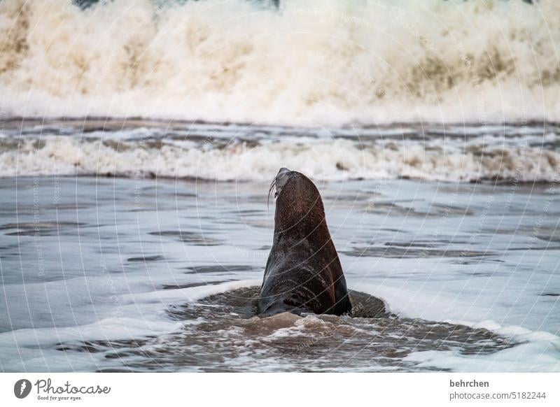 plunge into the floods coast Exterior shot sandwich harbour Africa Namibia Ocean Far-off places Wanderlust travel Colour photo Freedom Nature Adventure