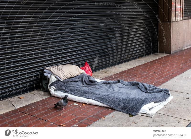 The lame dove guards the simple camp of a homeless man Pigeon Bird Bed Sleeping place Homelessness Town City Empty forsake sb./sth. Highway ramp (entrance)