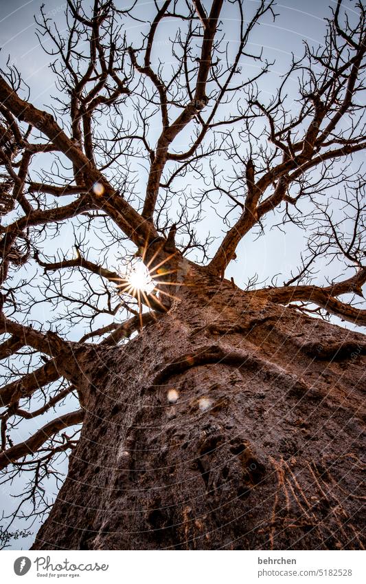 gnarled Back-light solar star Sunlight Twigs and branches Tree trunk Exterior shot epupafalls Baobab tree Climate change Drought aridity Dry Loneliness