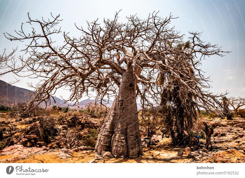 baobab love Twigs and branches Exterior shot Tree trunk epupafalls Baobab tree Climate change Drought aridity Dry Far-off places Africa Colour photo Namibia