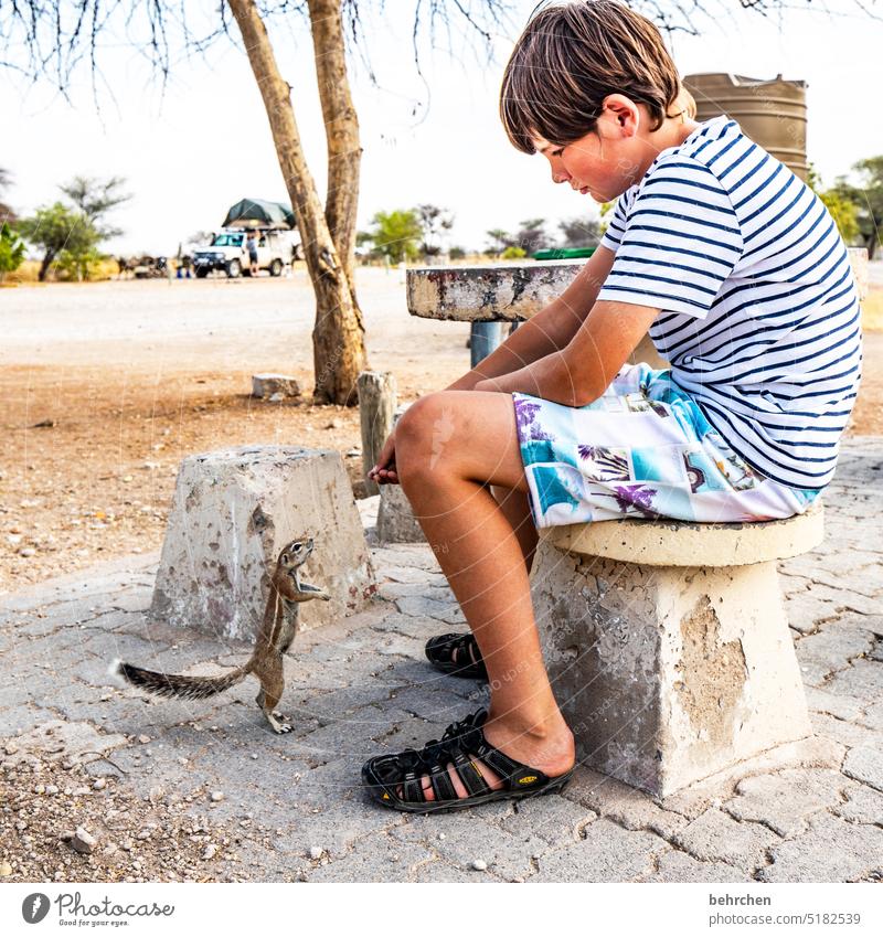 juxtaposition | big and very small Eastern American Chipmunk Rodent Brash Ground squirrel Animal Animal portrait etosha national park Etosha Colour photo