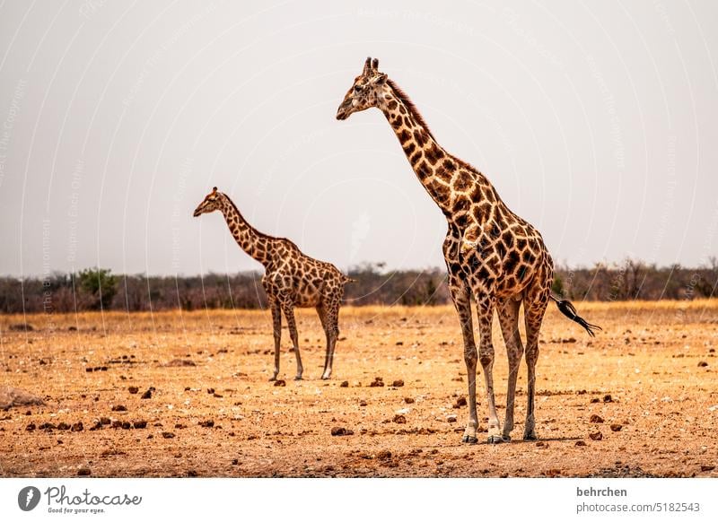 giraffe to zwet Trip Animal portrait Wilderness Fantastic Wild animal Love of animals Animal protection Giraffe Exceptional Safari Environment Impressive