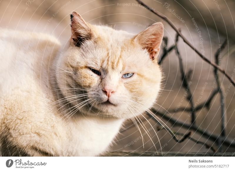 a beige fluffy cat with dirty ears and blue strait eyes cat closeup beige cat portrait nature background beautiful animal cute pet fur soft blue eyes feline