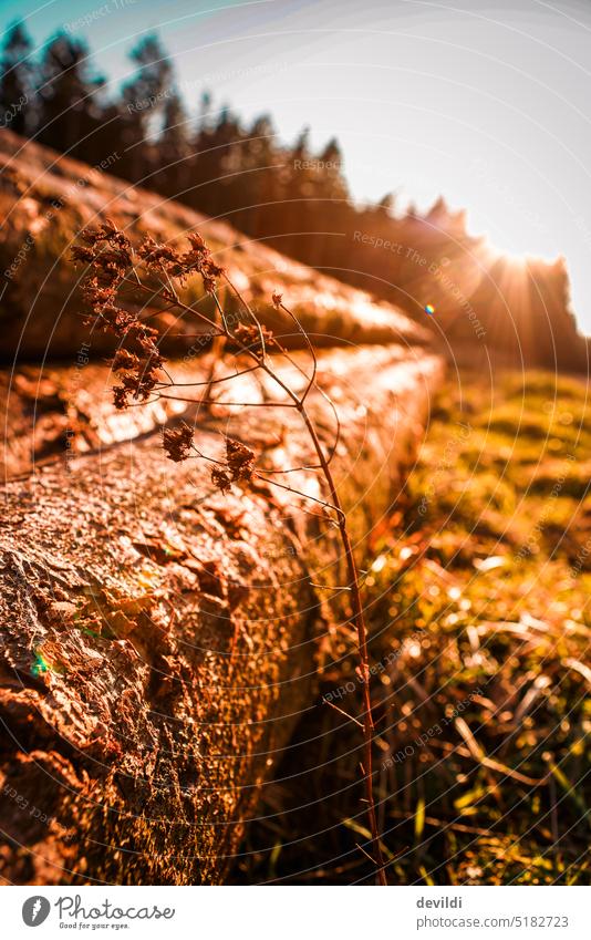 a sunny day Tree Tree trunk sunny weather Sunlight Colour photo Deserted Forest Environment Nature Light Landscape golden Exterior shot Beautiful weather