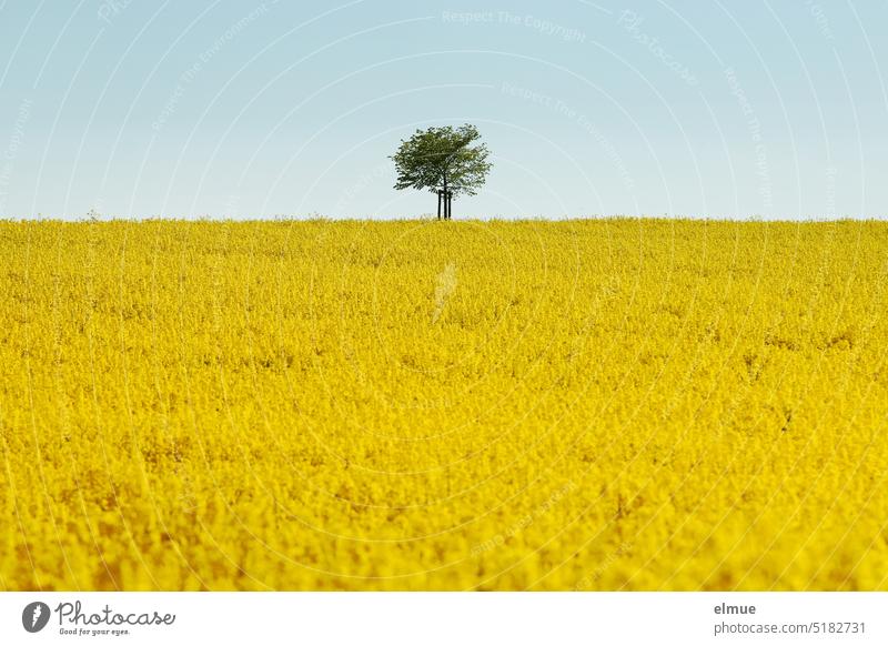 blooming rape field with a deciduous tree on the horizon against light blue sky / spring Canola Canola field Yellow Tree Spring May Oilseed rape flower