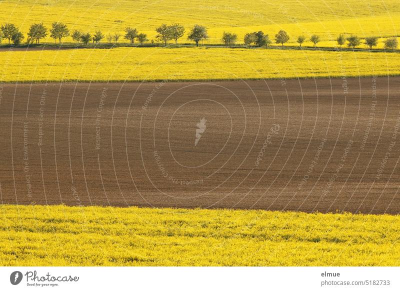 Landscape with blooming rape fields, an avenue of trees in the background and a field with new seed in the center of the picture / spring Canola Canola field