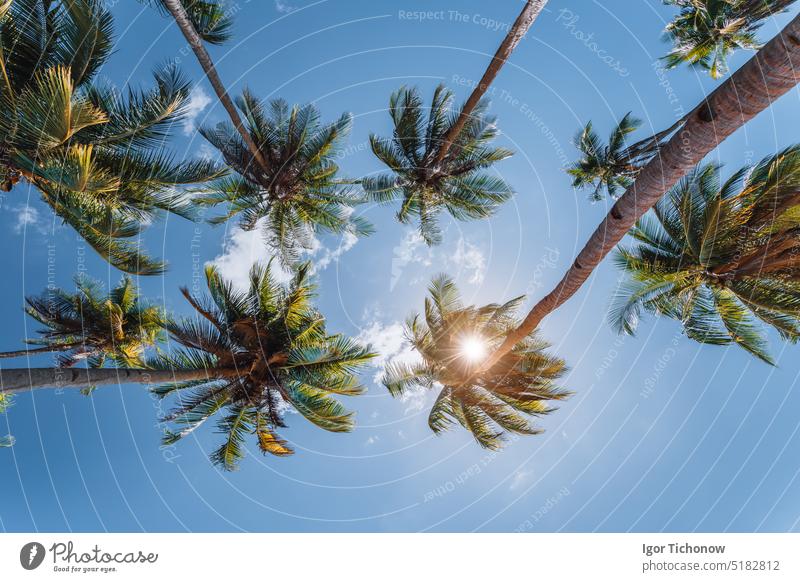 blue sky and top of palm-trees with sunlight, background palawan tropical zenith ocean paradise plants retro scene scenery sea silhouette sunrise sunny