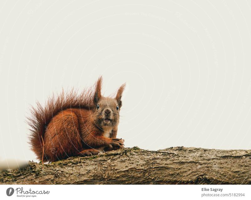 Laughing squirrel looking friendly at camera Squirrel Animal Nature Cute Tree Pelt Brown Exterior shot Branch sciurus vulgaris Close-up Animal face Looking Head