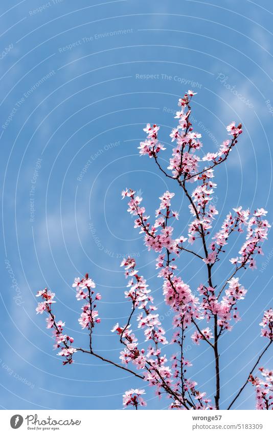 Flowering branches of ornamental cherry against blue sky Ornamental cherry blossoms Spring Blossom Pink Cherry blossom Blossoming Exterior shot Spring fever