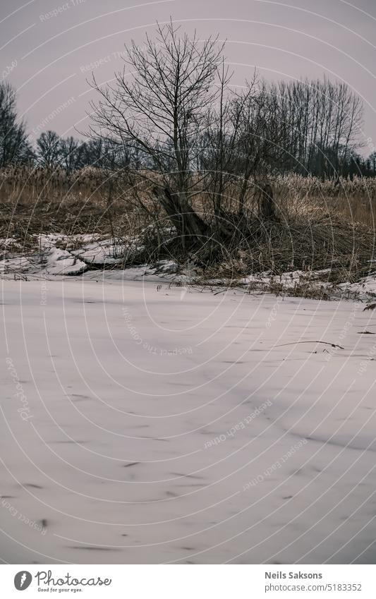 slowly winter goes away ice ice covered river bank late winter early spring broken tree dry grass common reeds dull sky boring landscape leafless trees frozen