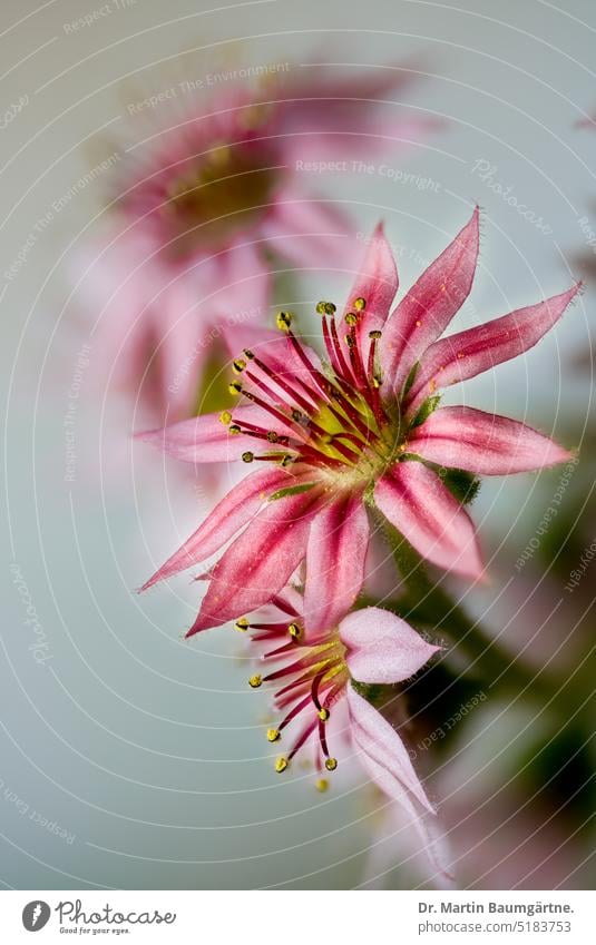 Sempervivum arachnoideum, houseleek or roofleek, flowers. Roof Root Cobweb houseleek blossoms Blossom succulent Alpine crassulaceae thickleaf plants