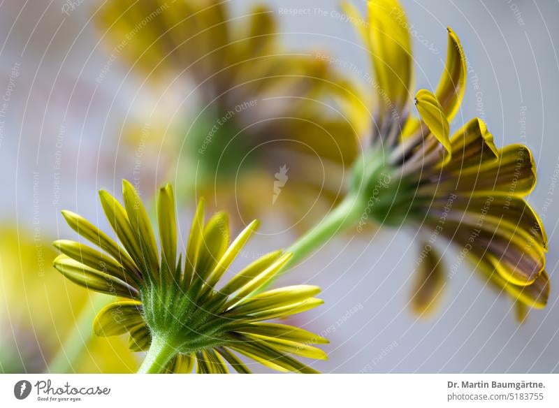 Osteospermum, inflorescences, from South Africa osteospermum blossom Blossoming composite Garden form asteraceae summer flower not hardy