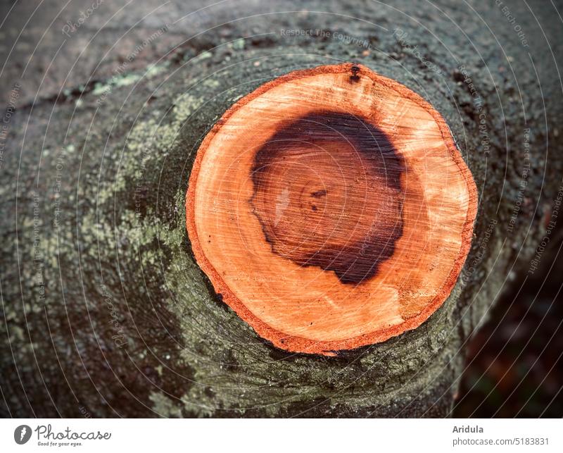 Sick beech wood Beech tree Tree Forest Autumn Nature Exterior shot Environment Plant Deserted dead Wood Tree trunk Forestry Climate Log forest Destruction