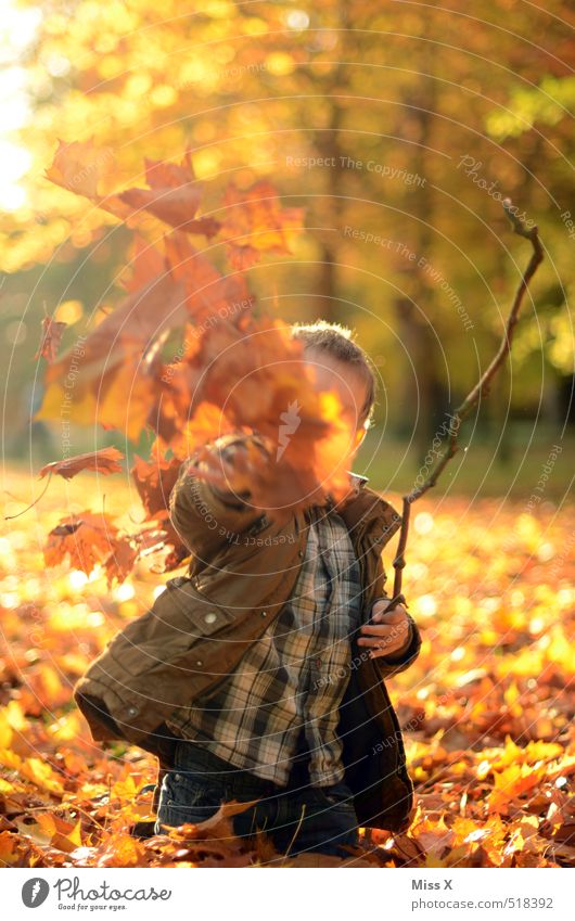 To the photographer Leisure and hobbies Playing Children's game Human being Infancy 1 3 - 8 years Nature Autumn Leaf Garden Park Forest Throw Brash Happiness