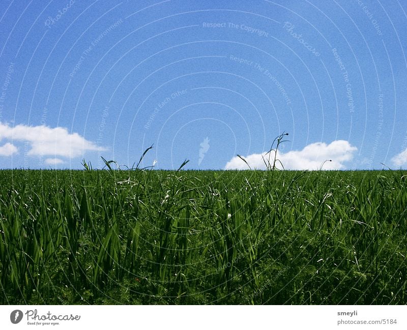 Behind the horizon it goes on Meadow Grass Clouds Loneliness Calm Contentment Horizon Green Park Sky Nature Blue