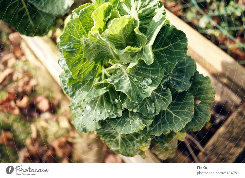 Brussels sprouts in winter Plant Vegetable Garden Nutrition Food Green Colour photo Fresh Organic produce Vegetarian diet Diet Close-up Healthy Drops of water