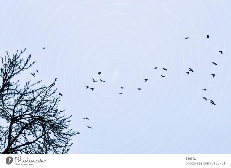 winter birds tranquillity Flock of birds Flight of the birds bird migration Wild Birds Winter birds Flying Birds fly flock of birds silhouettes somber Air Sky