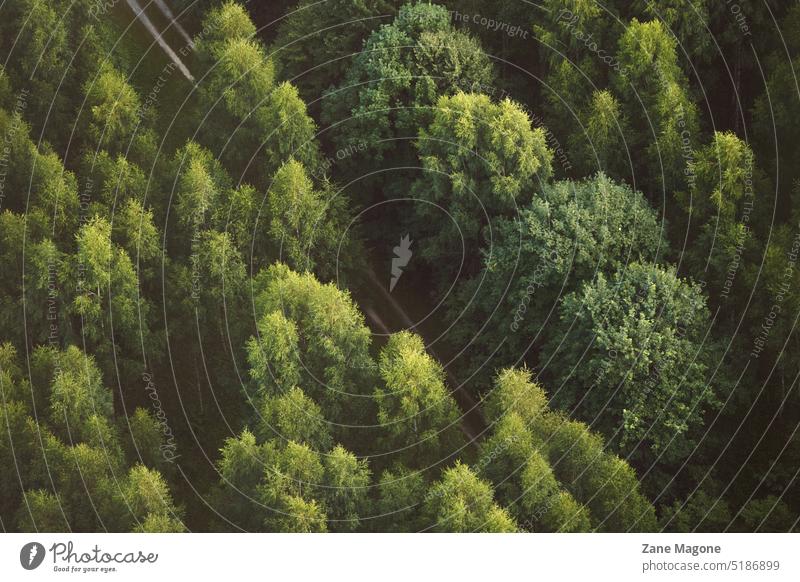 Green forest background from above green dark green dark green aesthetic texture forest aesthetic forest texture forest landscape green forest summer moody