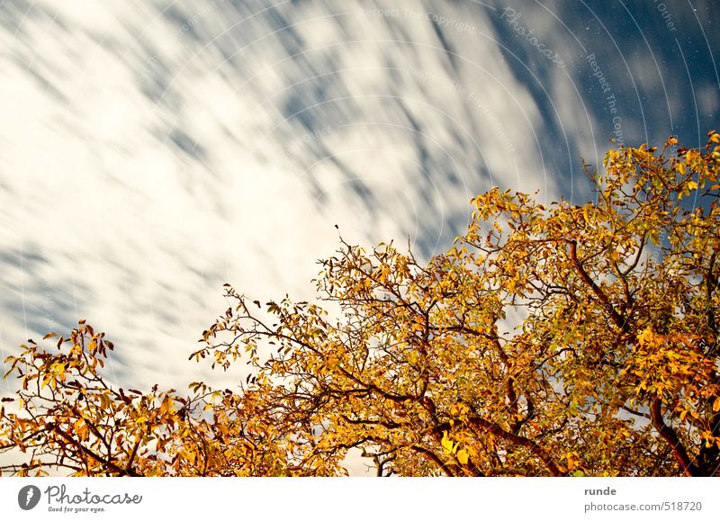 night tree Nature Sky Clouds Night sky Stars Autumn Tree Esthetic Free Infinity Blue Yellow Orange White Joie de vivre (Vitality) Romance Horizon Sublime