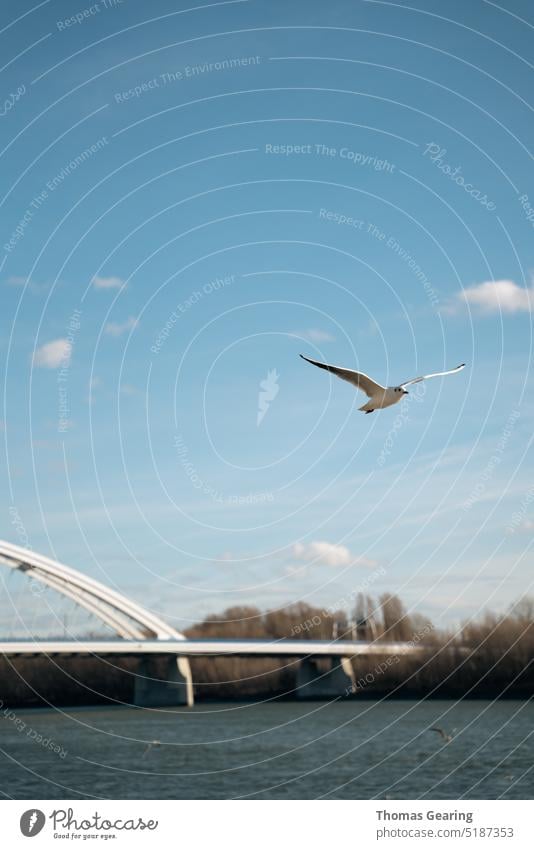 Seagull in flight seagull in flight Bird Flying Sky Freedom Animal Nature Wing Bratislava Slovakia Air Feather