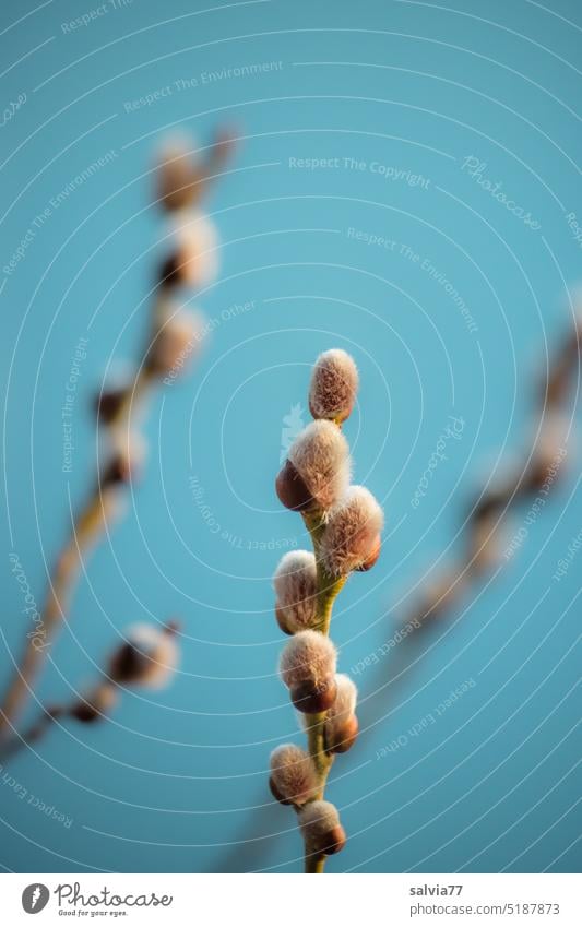 Willow catkin against blue background Catkin Kitten Palm salix Spring Soft Twig Plant Willow tree Nature Blossom Bud Bushes Delicate furry light blue