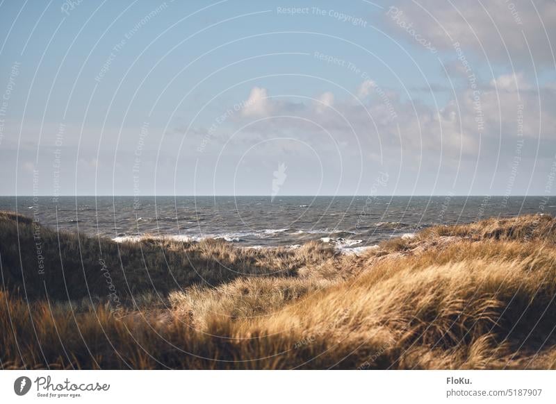 Dune grass on the North Sea coast duene Marram grass Grass golden Waves Ocean Landscape Beach Sand Nature Vacation & Travel dunes Sky Denmark Tourism Clouds