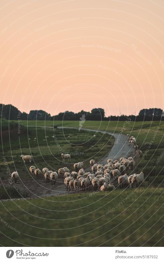 Sheep on the Elbe dike rush hour sheep Dike Elbe Dyke coastal protection Grass Landscape Meadow Nature Sky Flock Farm animal Exterior shot North Sea Evening