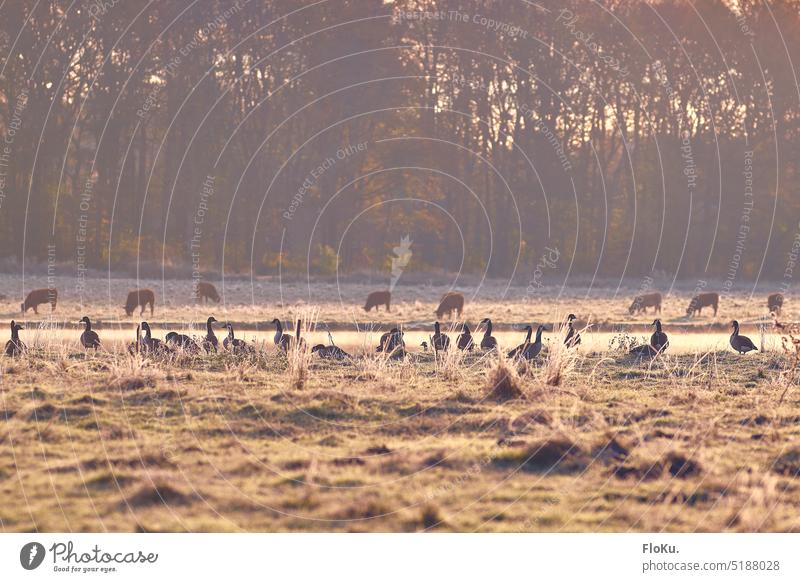 Wild geese and cows in winter Morning Sunrise in the morning Wild goose Bird birds wild geese Flock animals Cow Grass Frost Ice Frozen Nature Group of animals