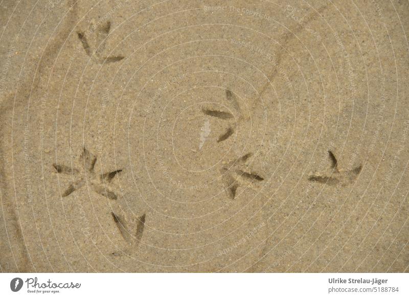 Dance of seagull tracks on sandy beach Seagull tracks Seagull Trail Tracks traces in the sand bird tracks Sand Beach Sandy beach coast Direction groundbreaking