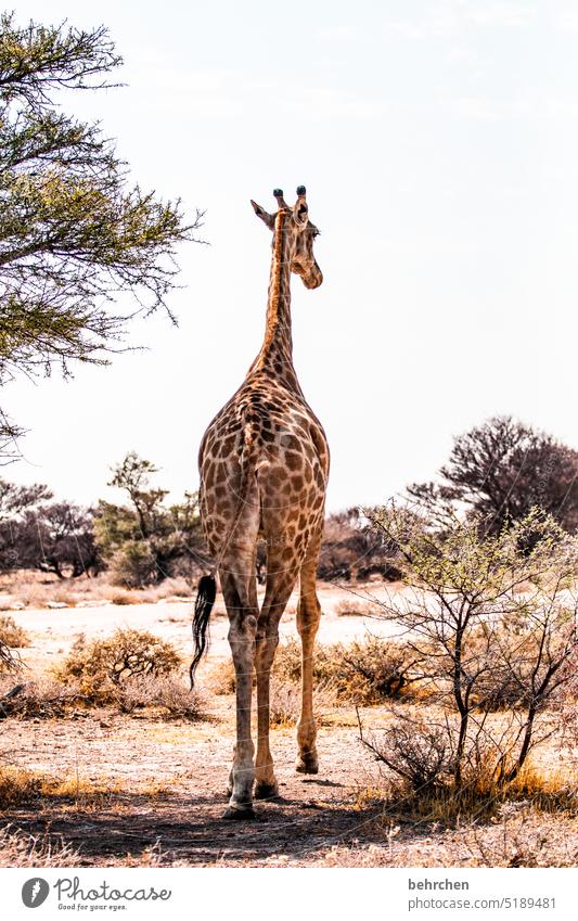 parted etosha national park Etosha Wild Africa Namibia Freedom Wanderlust Colour photo Vacation & Travel Landscape Adventure Nature especially Impressive